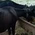 Neeli Buffalo Anmol Punjab Tv YouTube