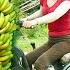 Use 3 Wheeled Vehicle Harvesting A Lots Of Banana Goes To Countryside Market Sell Farm Life