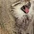 Zelenogorsk The Pallas S Cat Warms His Paws On His Tail