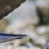 Обыкновенная горлица Streptopelia Turtur European Turtle Dove Film Studio Aves