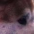 You Don T Have To Wait Anymore Edit Dog Fyp Movie