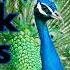 Peacock Sound Effects No Copyright