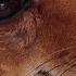 The Stolen Dog Cried When He Saw His Master You Won T Be Able To Hold Back Your Tears