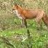 Fox In Hokkaido Japan Cute Kitsune Fox Foxnews Cute Fypシ Fy Moreveiws Shorts