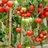 The Easiest And Most Fruitful Way To Grow Tomatoes At Home For Beginners