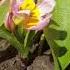 Flowerszoneforever Tulipa Saxatilis