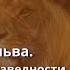 Смелость льва Преимущество праведности Ольга Голикова 21 июля 2024 года