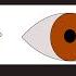 Pupillary Light Reflex Pathway Lesions Neuro Ophthalmology