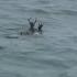 Deer Spotted Swimming A Mile Off The Coast Of Nantucket