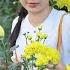 Harvesting Chrysanthemum For Market Gardening Tropical Life