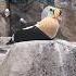 Alaskan Seabirds Alaska Seabirds Aquarium