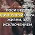 5 фактов о лосях ч 2 лось факты животные