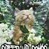 Speed Up Теплые коты Fleur