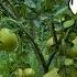 One Fruit For A Table Pomelo First Bite Of Sweetness In Early Autumn