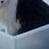 CATS Will Make You LAUGH YOUR HEAD OFF Funny CAT Compilation