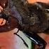 The Lifecycle Of The European Stag Beetle Lucanus Cervus Cervus