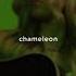 Alana Springsteen Chameleon Official Lyric Video