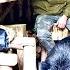 Невероятная дружба дикий кабан строит мой хутор в лесу Bushcraft