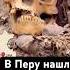В Перу нашли мумию которой 1000 лет новостимира