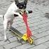Собака катается на самокате Самая умная собака Чип The Smartest Dog Chip A Dog On A Scooter