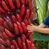 Harvest Red Banana Goes To Market Sell Harvesting And Cooking Ella Daily Life