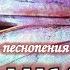БАБОЧКА караоке Божественные песнопения