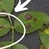 Prevent Black Spots On Rose Leaves In 3 Steps