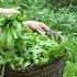 Growing Vegetables In The Garden Harvesting Banana Bunches