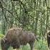 We Are Still Hungry I These Huge Wildlife Vancouver Canada 8