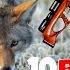 Top 10 Best Air Rifle For Coyote Hunting