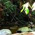 Water Flowing Sounds Forest Stream Relaxing Nature Sounds Nature Video Nature Short River Sounds