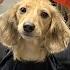 Ep 16 Daphne Gets A Haircut Finale Cute Dachshund Video