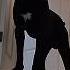Power Of Transformation Dogs Edit Shorts Fyp Dog Transformation Animals