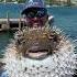 Biggest Pufferfish I Ve Ever Seen