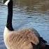 Goose Quacking Sounds Walking Near River Wildlife Nature Shorts Goose Forest