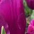 Пусть распускаются цветы шансон песня Sevenrose цветы тюльпаны