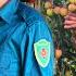 Single Mother Harvests Lychees To Sell Weathers Storms Police And Single Mother Happy Together