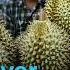 Durian A Spiky Delicacy Sees Explosive Sales Boost From China DW News