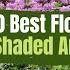 Top 10 Best Flowers For Shaded Areas PlantDo Home Garden