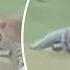 WATCH Leopard Attacks Park Goer In India