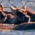 A Perilous Trek Across Canada During The Great Caribou Migration Our World