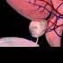 The Male Bladder And Urethra While Peeing
