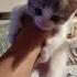 котики Cat Это котик полосатый у него четыре лапы