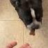 Boston Terrier Cute Funny Tiktok Trending Viral Dog Fypシ Ytshorts Youtube Fyp Lol Dogs