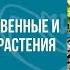 Ярмарка цветов Декоративно лиственные и почвопокровные растения