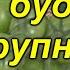 Томаты без этой подкормки крупными не будут проверено и эффективно