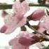 Erase Remove Nasolabial Folds Subliminal Affirmations Over Sakura Blossoms