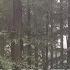 Light Rain In The Beech Forest White Noise Relaxing Sounds