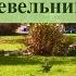 ХВОЙНЫЕ РАСТЕНИЯ ДЛЯ ЛЕНИВОГО САДА ТУИ и МОЖЖЕВЕЛЬНИКИ THUJA And JUNIPER TREES