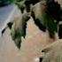 Why Cities Should Plant More Trees